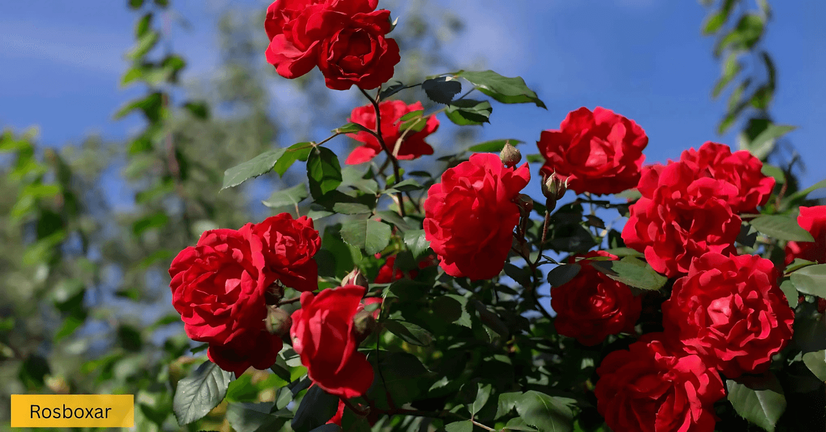 rosboxar Secrets for a Powerful and Positive Future