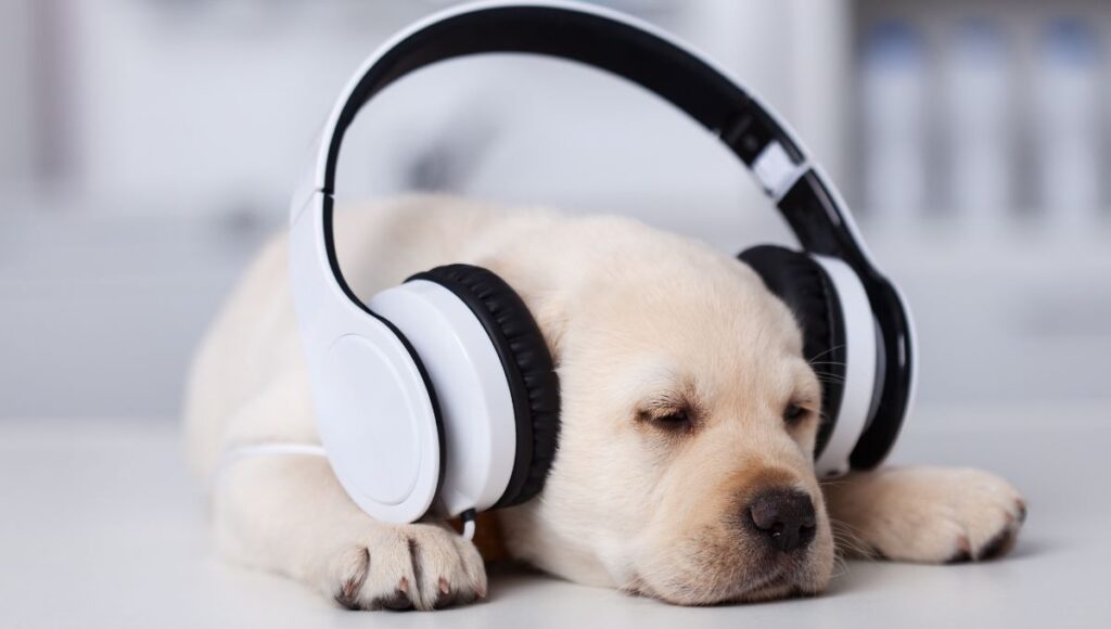 Remixpapa MSW: Empowering Remix Culture with Joy & Precision Remixpapa MSW 1 1