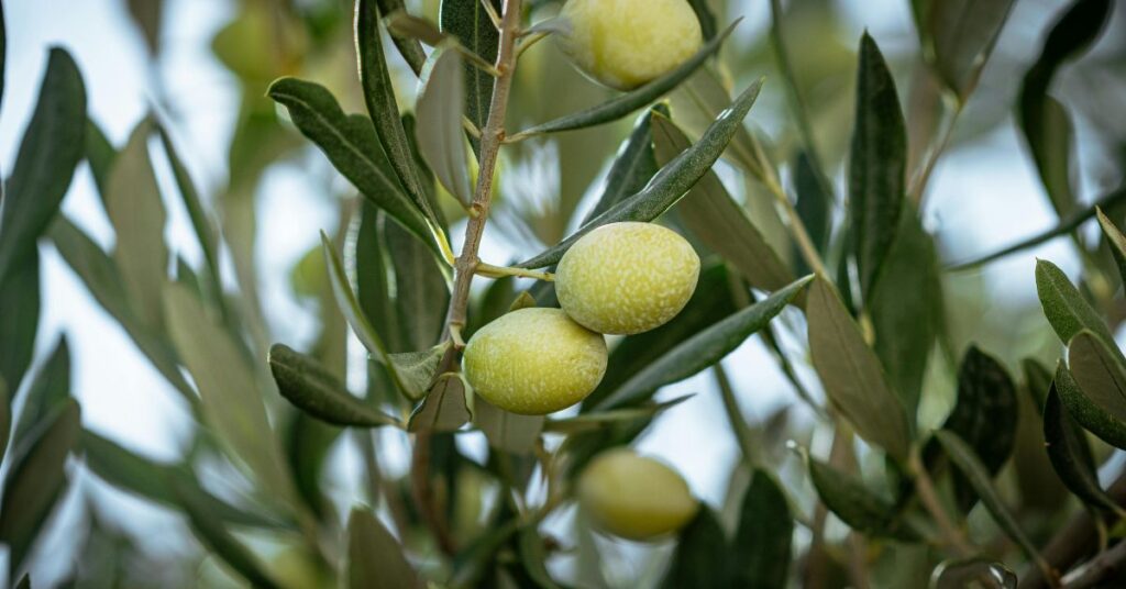 Milyom: The Hidden Threat to Olive Groves Untitled design 70